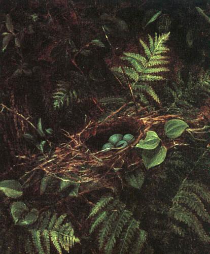 Fidelia Bridges Bird's Nest and Ferns oil painting image
